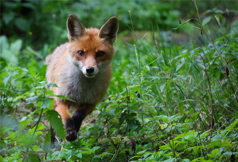 Die Füchsin Fara läuft durch ihr Gehege im Wildpark.