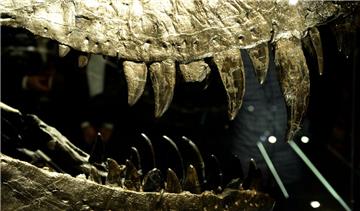Tyrannosaurus Rex &quot;Tristan Otto&quot; wird in Berlin ausgestellt