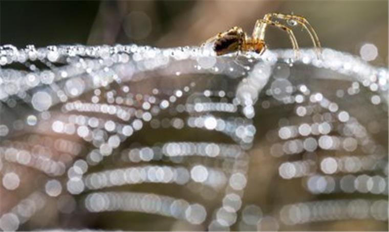 Schrei vor Angst: Die Spinne war es Foto dpa