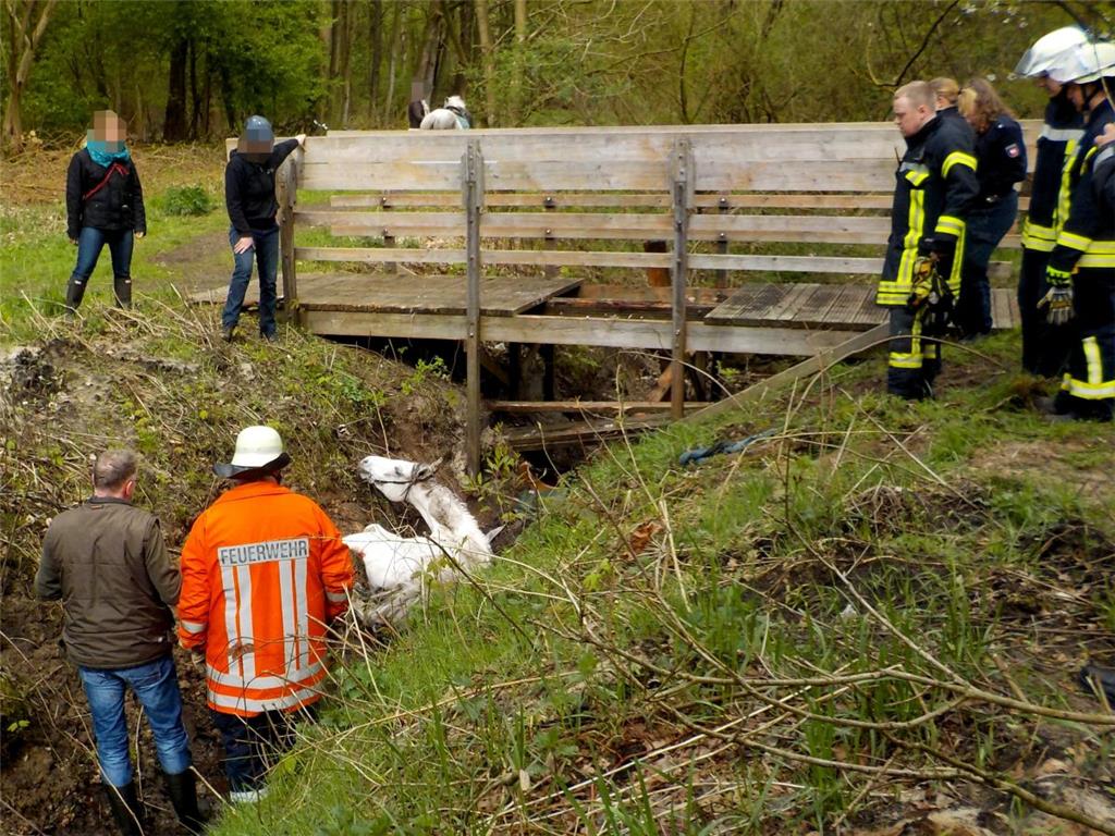 Fotos der Pferde-Rettungsaktion am Apeler See.
