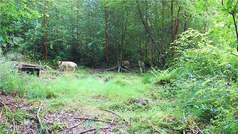 Jägerschaft: Wildkamera fängt Jungwölfe in Wolfsburg ein Fotos von einer Wildkamera lassen Experten in Wolfsburg von einer Sensation sprechen: Erstmals sind demnach Wölfe dort nachgewiesen. (Handout)