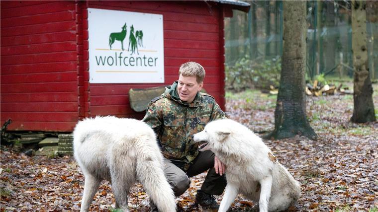 Bei Vollmond mit den Wölfen heulen Frank Faß, Inhaber vom Wolfcenter Dörverden, mit Wölfen in einem Gehege.