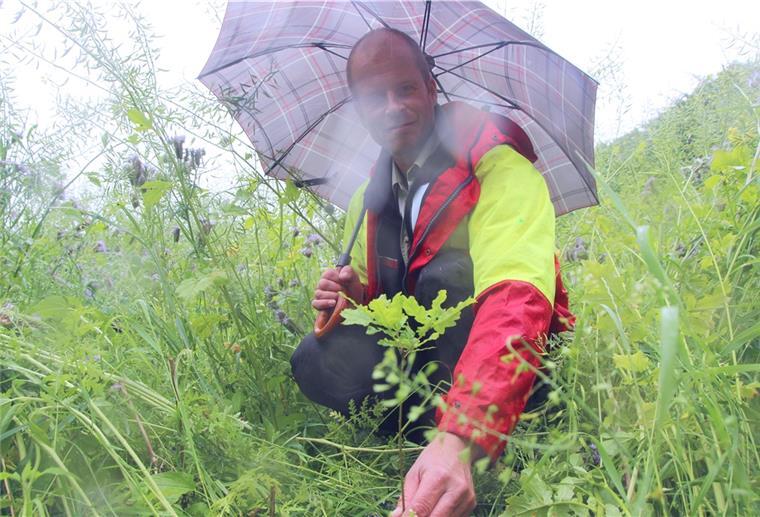 In Beverstedt-Wachholz wächst ein neuer Wald Frank Zweers kontrolliert den Anwuchserfolg der jungen Bäume. Die junge Stieleiche im Vordergrund gedeiht inmitten der schützenden Nutzpflanzendecke prächtig.