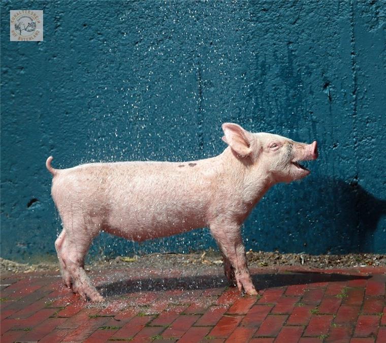 "Stuntferkel" Frederik wird operiert Frederik hatte ein Schweineglück. Er sprang aus einem Viehtransporter und genießt seither sein Leben in vollen Zügen auf Hof Butenland in Butjadingen.