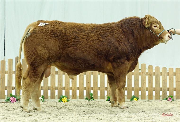 Frisch gewaschen und gebürstet: Auf den Niedersächsischen Fleischrindertagen in Verden räumte Jambon aus Holßel den ersten Preis in der Rasse Limousin ab.