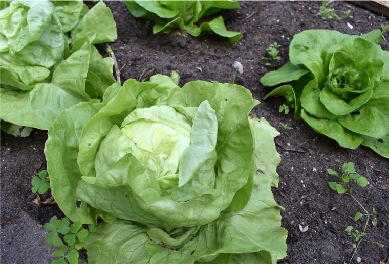 Frischer, knackiger Kopfsalat aus dem eigenen Gemüsebeet ist ein Genuss.