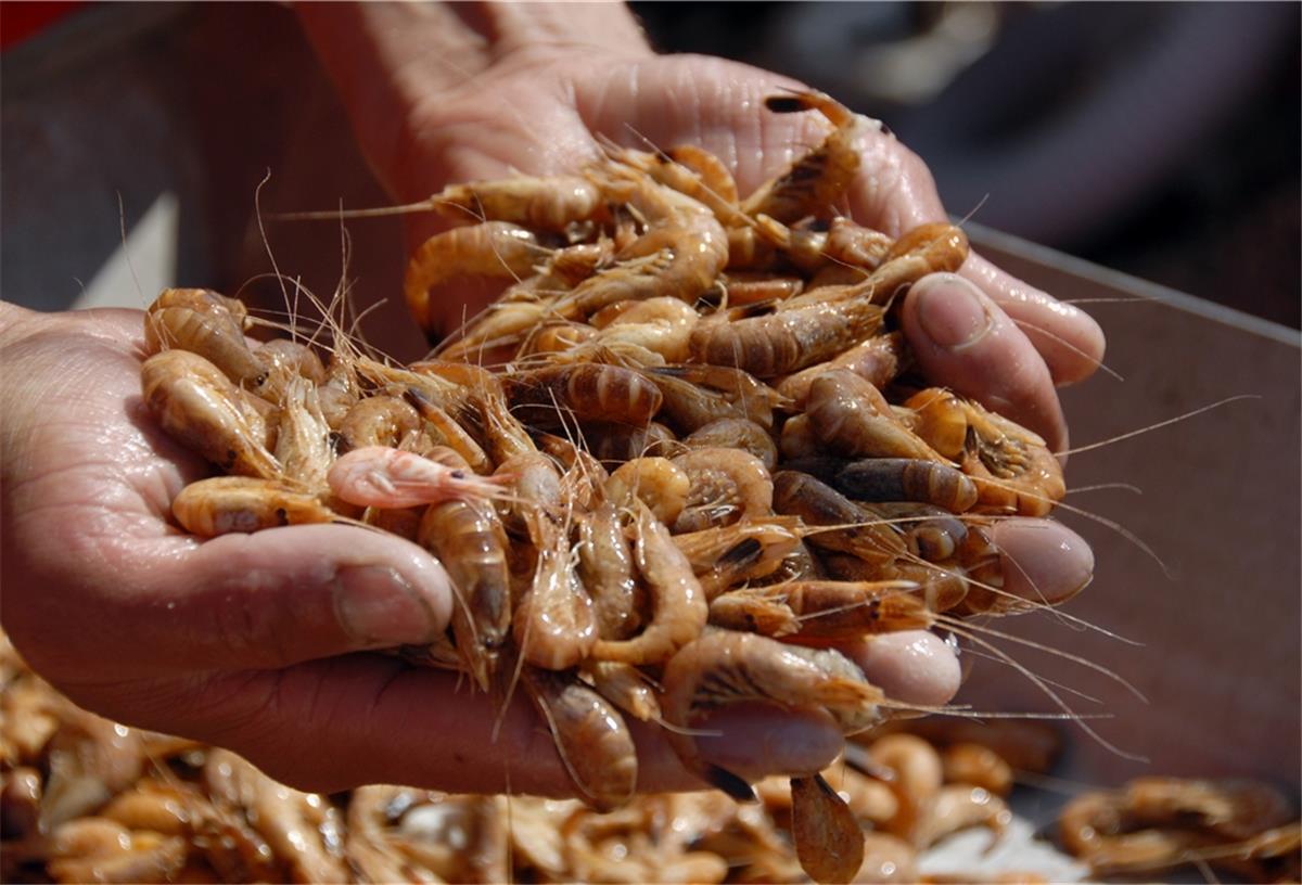 Krabbenfischer in der Klemme Frischer Nordseegranat wird in diesen Tagen nur wenig gefangen. Einer der Gründe: Die Großhändler rufen zu wenig Ware ab. Foto: Hager/dpa