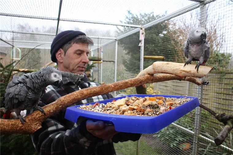 Papageien im Paradies: Vogelpension Ponderosa in Dorfhagen Frisches Bio-Obst und Quellfutter: Michael Habermann tischt den Papageien ein Frühstück erster Güte auf. Foto Gehrke