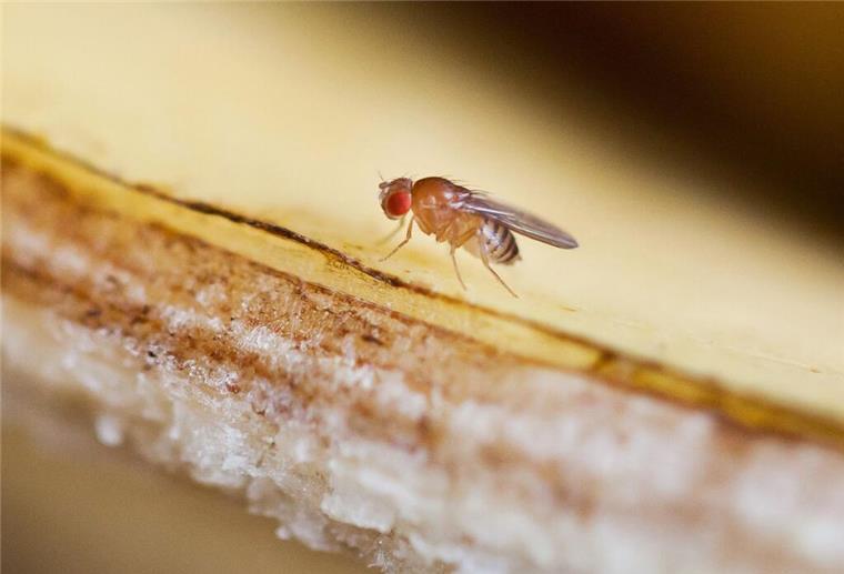 Nie wieder Fruchtfliegen im Spätsommer! Mit dem Kork-Trick sind sie schnell Geschichte Eine Fruchtfliege sitzt auf einer Bananenschale.