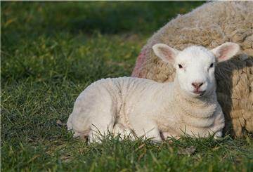 Frühlingszeit ist auch Lammzeit. Das gilt in vielen Regionen Niedersachsens, wo Schafe für die wichtige Aufgabe der Landschaftspflege benötigt werden.
