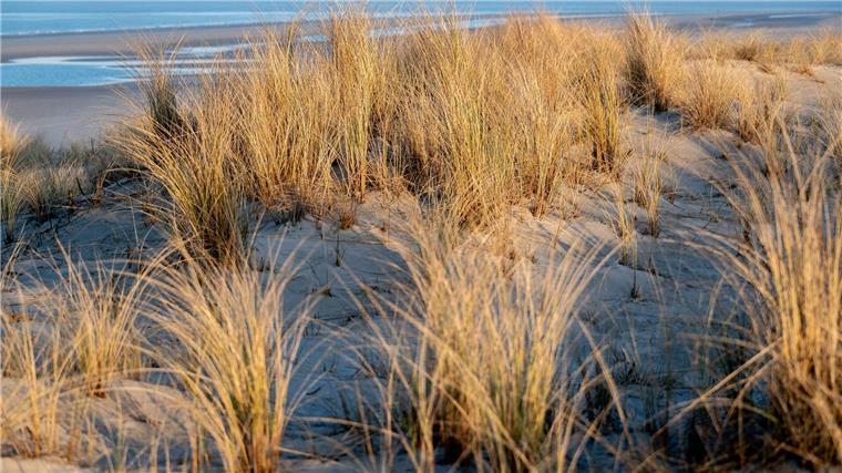 Fünf Männer und eine Frau hatten sich um das Bürgermeisteramt auf der Insel Wangerooge beworben. (Archivbild)