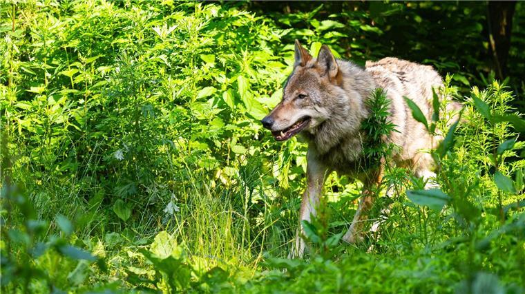 Land bewilligt rund sechs Millionen Euro für Herdenschutz Für 2023 und 2024 standen zum Schutz vor Wolfsangriffen jeweils bis zu 7,5 Millionen Euro Fördermittel des Landes zur Verfügung. (Archivbild)