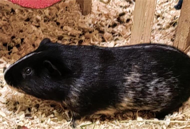 Dieses Meerschwein sucht Zuhause und bringt Glück mit Für das einjährige Meerschweinchen sucht das Tierasyl neue Besitzer.