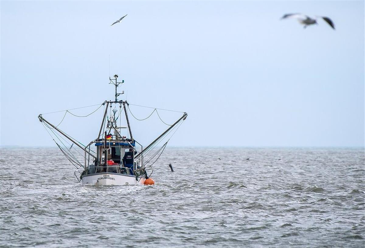 Küstenfischerei in Gefahr: Bündnis fordert Politik zu Änderungen auf Ein Krabbenkutter fährt aus dem Hafen.