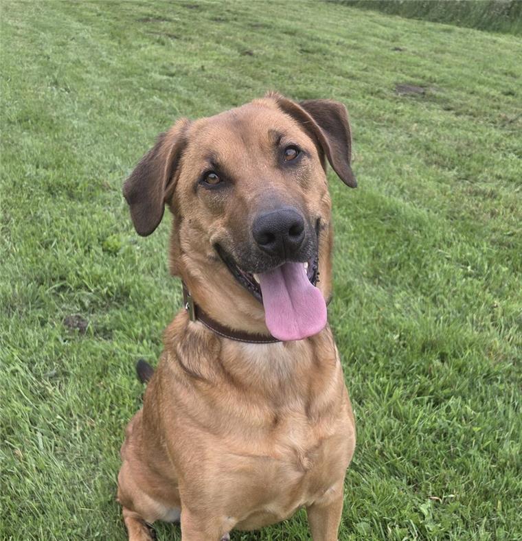 Zuhause gesucht: Rüde Conner ist ein loyaler Begleiter Für den jungen Rüden Conner sucht das Tierheim Bremerhaven eine Familie.