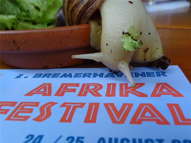 Bremerhaven: Afrika-Festival geht in die dritte Runde Für die Kinder wird eine Schnecke ihre Geschichte beim Afrika-Festival am 24. und 25. August in Bremerhaven erzählen Foto: Schnelle