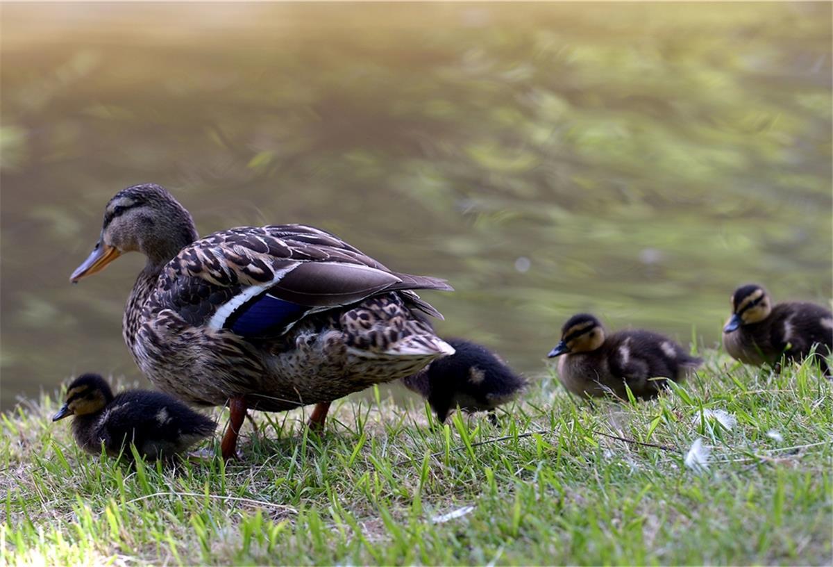 Ente in Bremervörde: Corona-Kontrolle mal ganz anders Für die Küken einer Entenfamilie wäre der Ausflug in Bremervörde fast in einem Gulli geendet. Die Polizei befreite die Tiere.