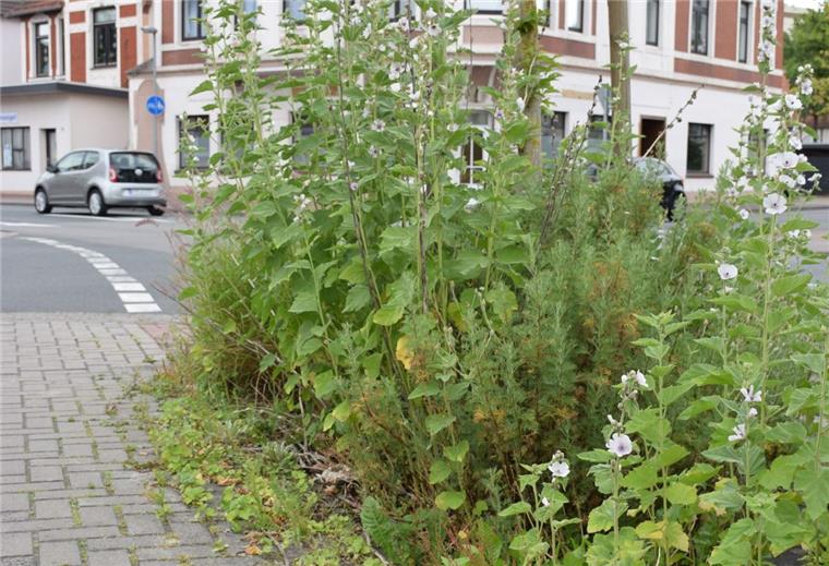 Nordenhamer sollen Patenschaften für Straßenbeete übernehmen Für die Straßenbeete ist der Bauhof zuständig. Doch der hat zu wenig Personal, um alles in Schuss halten zu können. Die Idee: Anlieger sollen Beet-Patenschaften übernehmen.