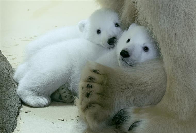 Namenssuche für die Eisbären-Zwillinge beginnt Für diese beiden Eisbären suchen wir als Partner des Zoos am Meer einen Namen.