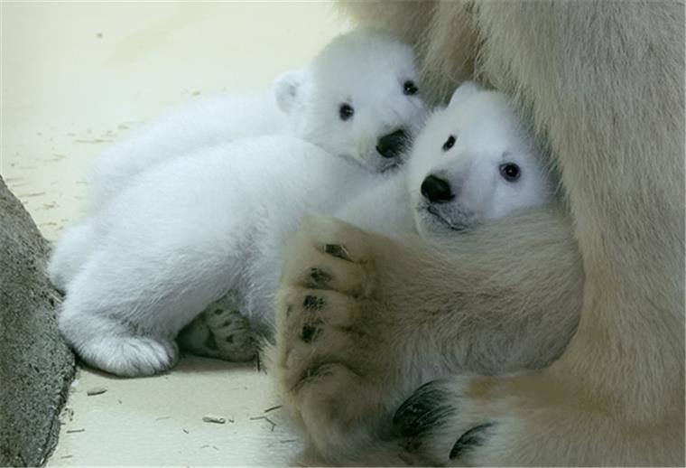 Endspurt bei der Eisbären-Namenssuche Für diese beiden Eisbären suchen wir als Partner des Zoos am Meer einen Namen.