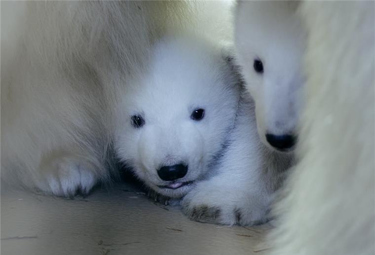 Letzter Tag der Eisbären-Namenssuche Für diese beiden Eisbären suchen wir als Partner des Zoos am Meer bis Sonntagnacht einen Namen.