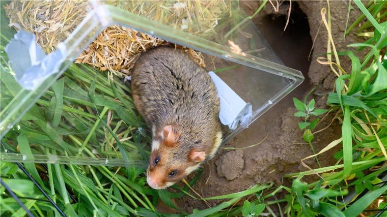 Für einen leichteren Start wurde für die Tiere ein etwa 80 Zentimeter tiefes Schlupfloch gebohrt.