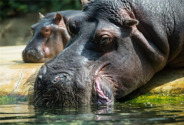 Konferenz soll Schutz von wilden Tieren und Pflanzen verbessern Ein Flusspferd mit Nachwuchs