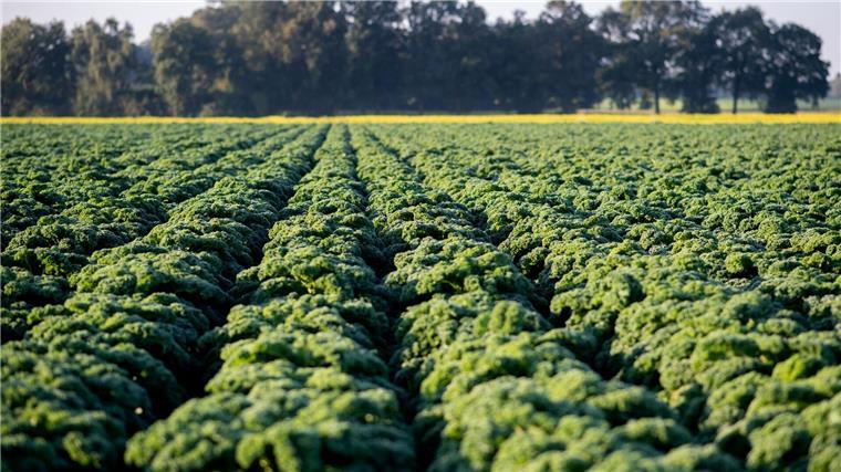 Landwirt erntet Grünkohl im Hochsommer Für Frischware beginnt die Saison in der Regel Ende Oktober und endet spätestens im März.