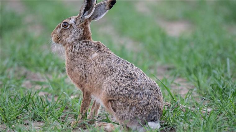 Seit Anfang des Jahres treten Hasenpest-Fälle verstärkt auf Für Hasen endet die Hasenpest in der Regel tödlich, aber auch Menschen können sich damit infizieren - Vorsicht beim Umgang mit Wildtieren ist geboten. (Archivfoto)