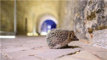 Für Igel fehlt vielerorts der passende Lebensraum, die Gefahren sind vielfältig. (Archivbild)