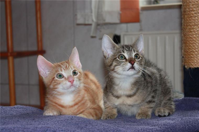 Katzenjammer auch im Cuxland: Geld für Katzen-Kastration schon weg Für Katzen wie Lui und Mio sucht das Tierasyl ein neues Zuhause, die Tiere sind kastriert, geimpft, gechipt und auf FIV/Leukose negativ getestet.