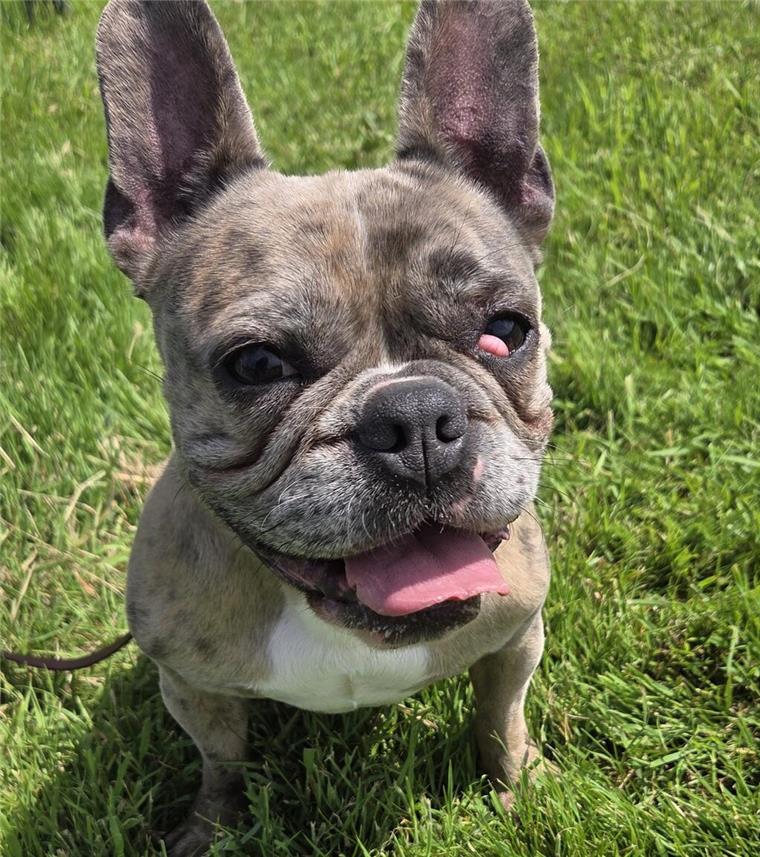 Quirlige Hundedame sucht ein neues Zuhause Hundedame Olja