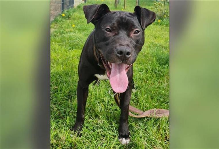 Für Rio werden erfahrene Hundehalter gesucht.