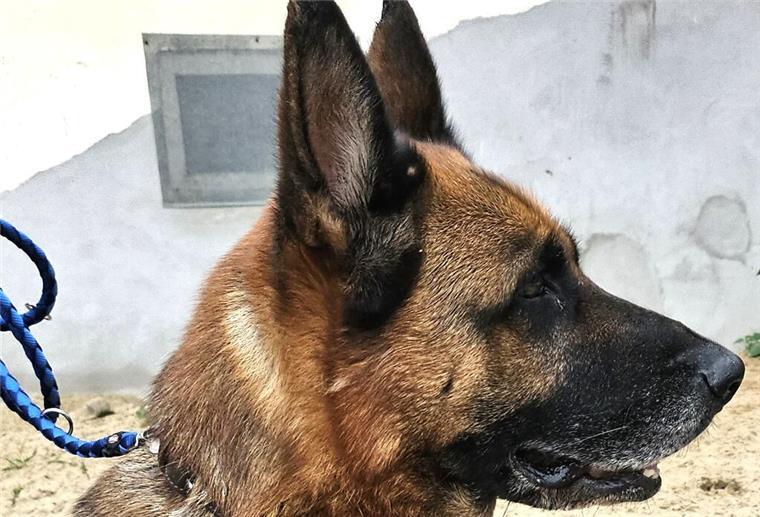 Schäferhündin Laika sucht ein neues Zuhause Für Schäferhündin Laika sucht das Tierasyl dringend ein passendes Zuhause.