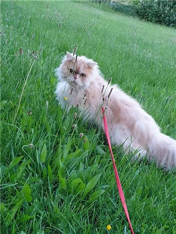 Für Sissy Trautvetter aus Elsfleth ist Kater Jack einfach der Größte. 