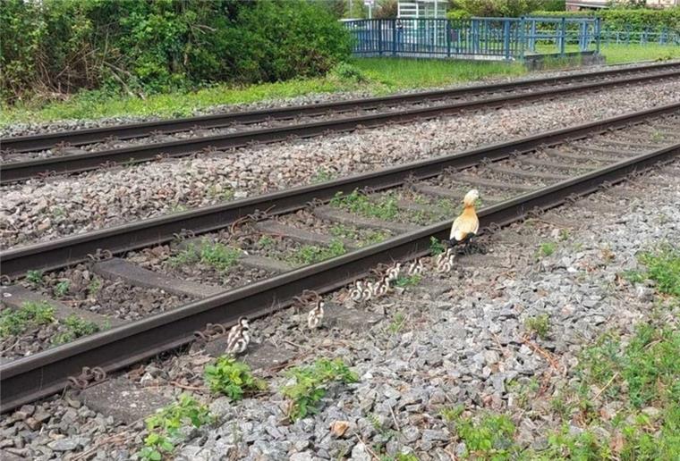 Zehn Küken im Gleis In Grenzach gerieten zehn Gänseküken in den Gleisbereich. Die Bundespolizei griff ein – mit Happy End für die tierische Familie am Rhein.