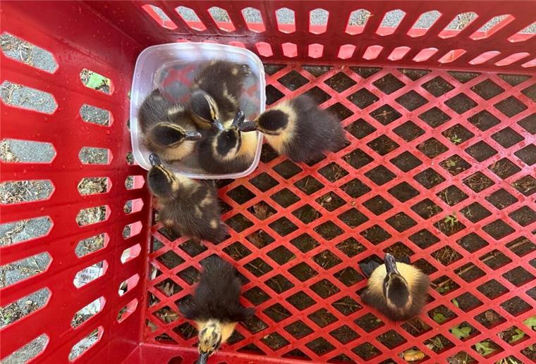 Mehrere Küken tummeln sich in einer roten Box.