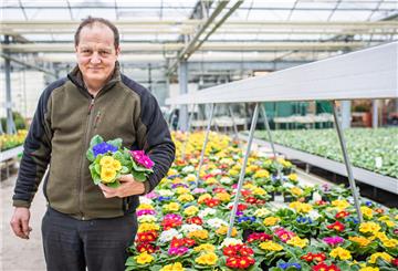 Gärtnermeister Uwe Ablaß zeigt seine bunte Vielfalt an Primeln, die er jetzt eigentlich gerne an die Kunden verkaufen würde.
