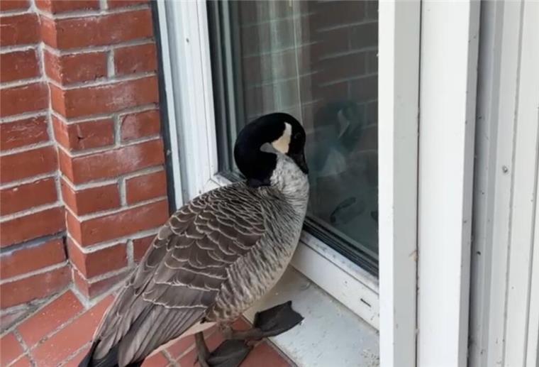 Ein „gans“ besonderer Einbruch Gans attackiert Spiegelbild und alarmiert Polizei