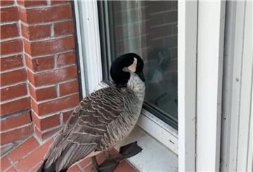 Gans attackiert Spiegelbild und alarmiert Polizei