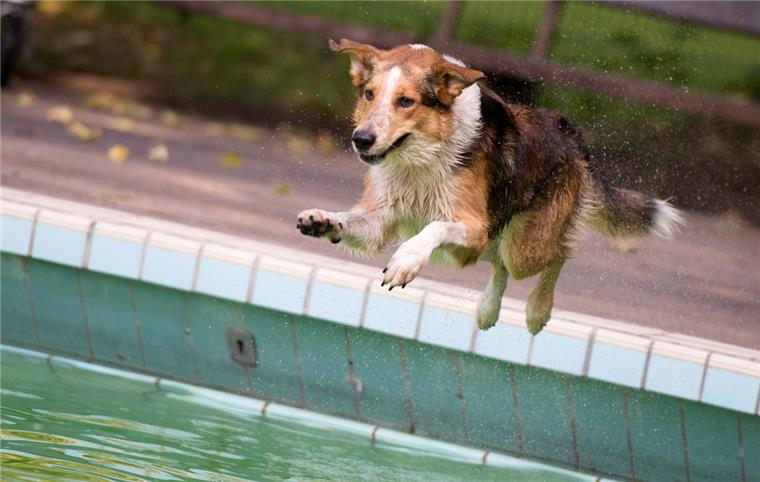 Ganz bestimmt: Die Hunde springen gerne beim Planschtag ins Schwimmbecken - auch in Dorum-Neufeld.