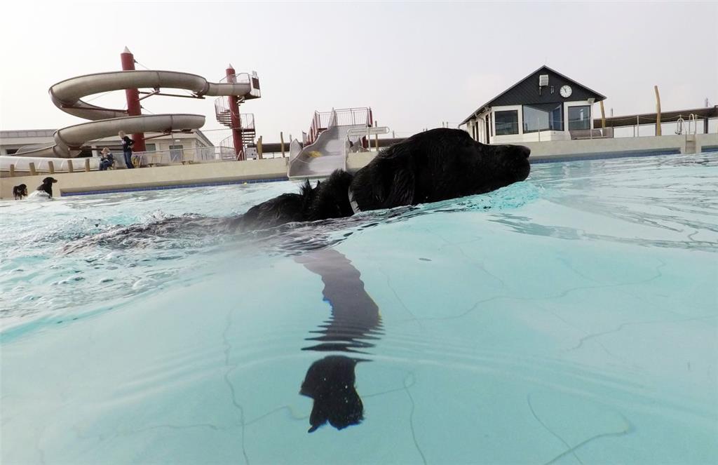 Ganz entspannt lässt es dieser Vierbeiner beim ersten Hund-im-Freibad-Tag im Wat...