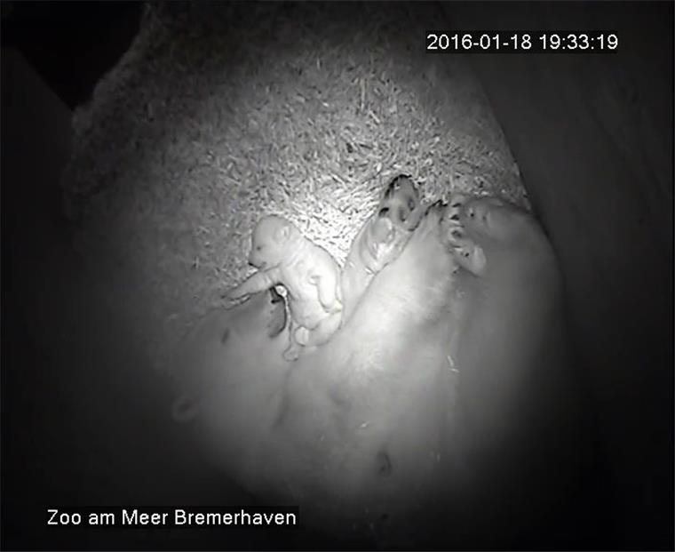 Ganz nah dran an der Mama: Das Eisbärenbaby im Zoo am Meer. 