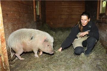 Ganz schön groß: Nadine Bruns vom Tierheim Bremerhaven kümmert sich nun um das ausgebüxte "Minischwein".