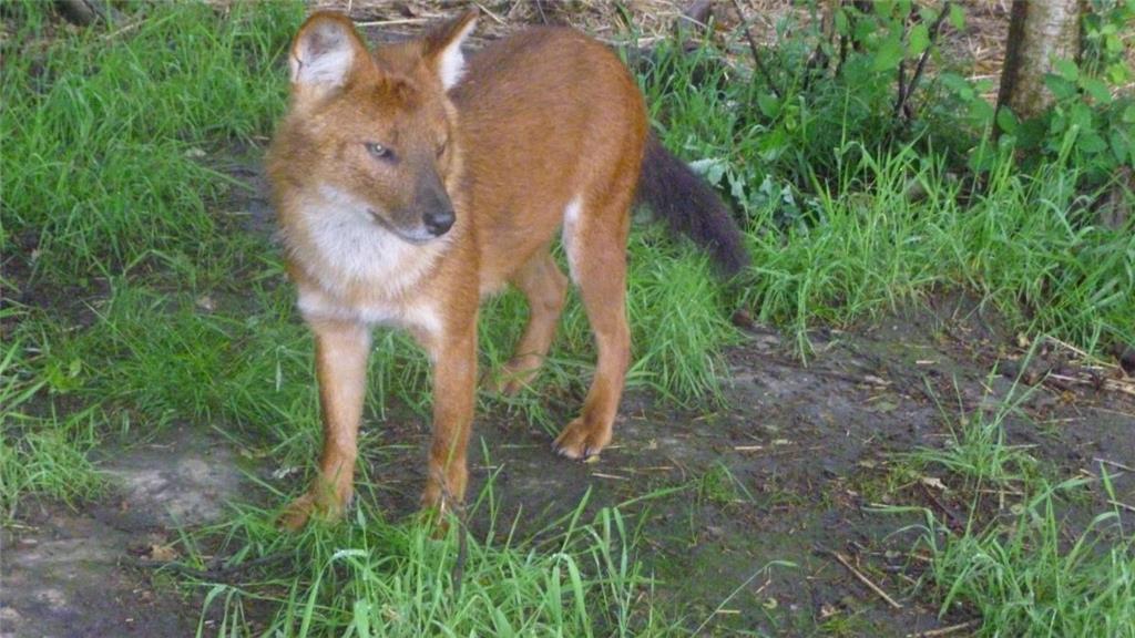 Ganz selten in der freien Wildbahn: Der Rothund. Im Tierpark können ihn die Besucher sehen.