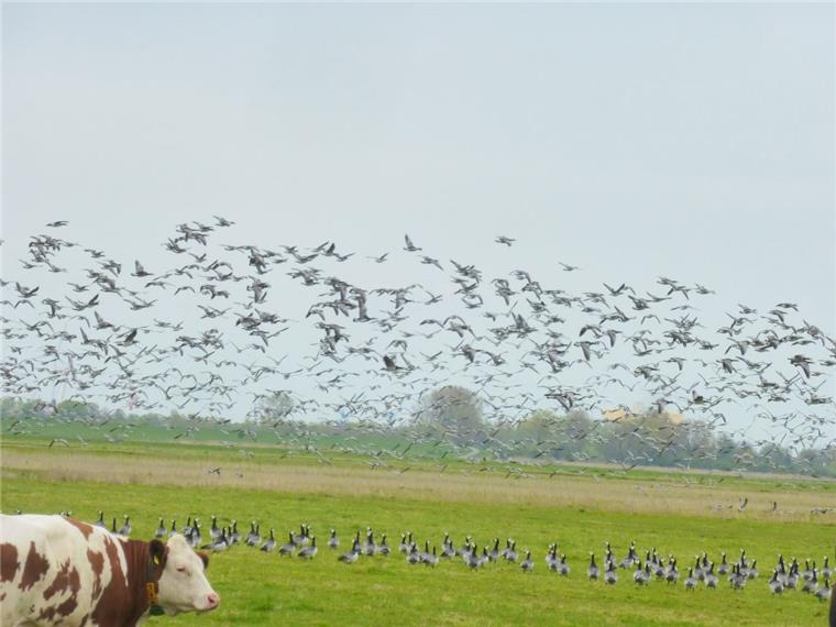 Schönes Wetter lockt Zugvögel auf Luneplate in Bremerhaven Ganze Schwärme von Gänsen bevölkern derzeit die Luneplate. Die Kühe lassen sich aber nicht aus der Ruhe bringen. Foto: Wieland/Bremenports