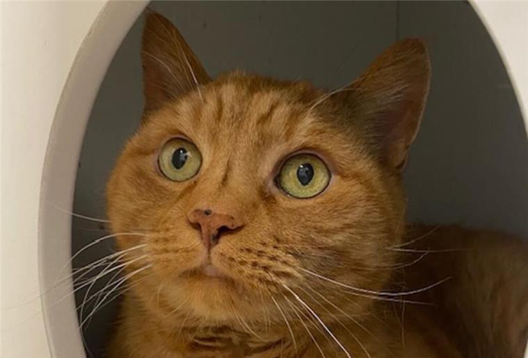 Schmusekater Garfield sucht ein neues Zuhause Kater