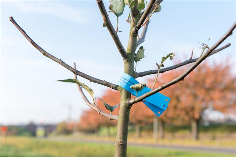 Streuobstwiese ensteht an der Hexenbrücke in Bremerhaven Gartenbauamt und NABU haben in Bremerhaven eine Streuobstwiese angelegt.