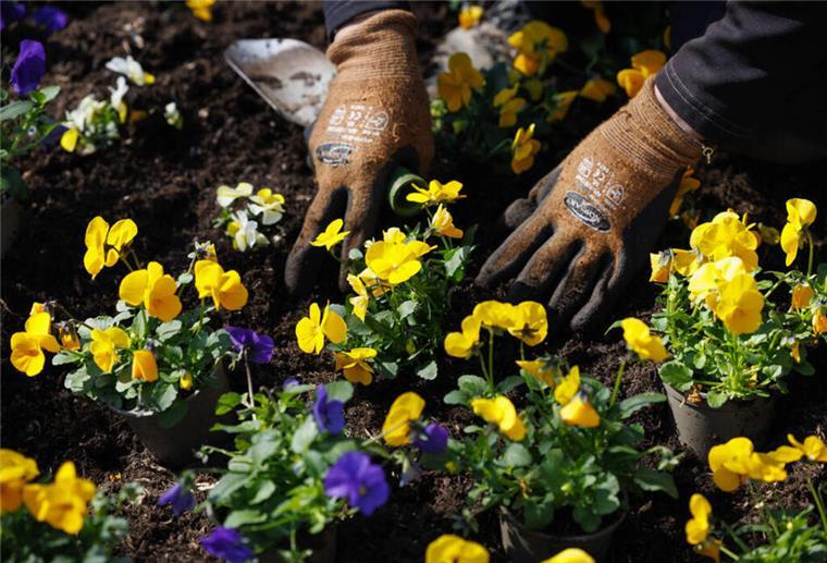 Blüten, Skulpturen, Lebenswege: Diese Gärten öffnen am 29. Juni ihre Tore Blaue und gelbe Stiefmütterchen werden eingepflanzt. Gartenliebhaber haben immer zu tun: Am 29. Juni laden drei kreative Gärten in der Region Rotenburg zum Entdecken und Verweilen ein – mit Natur, Kunst, Führungen und handgemachter Keramik.