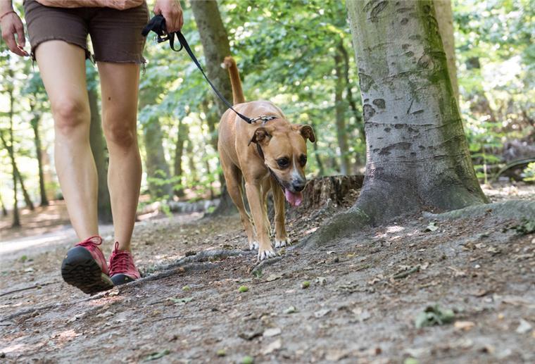 Spazierengehen mit Hunden ist im Iran demnächst gesetzwidrig Ein Hund läuft an der Leine durch den Park.